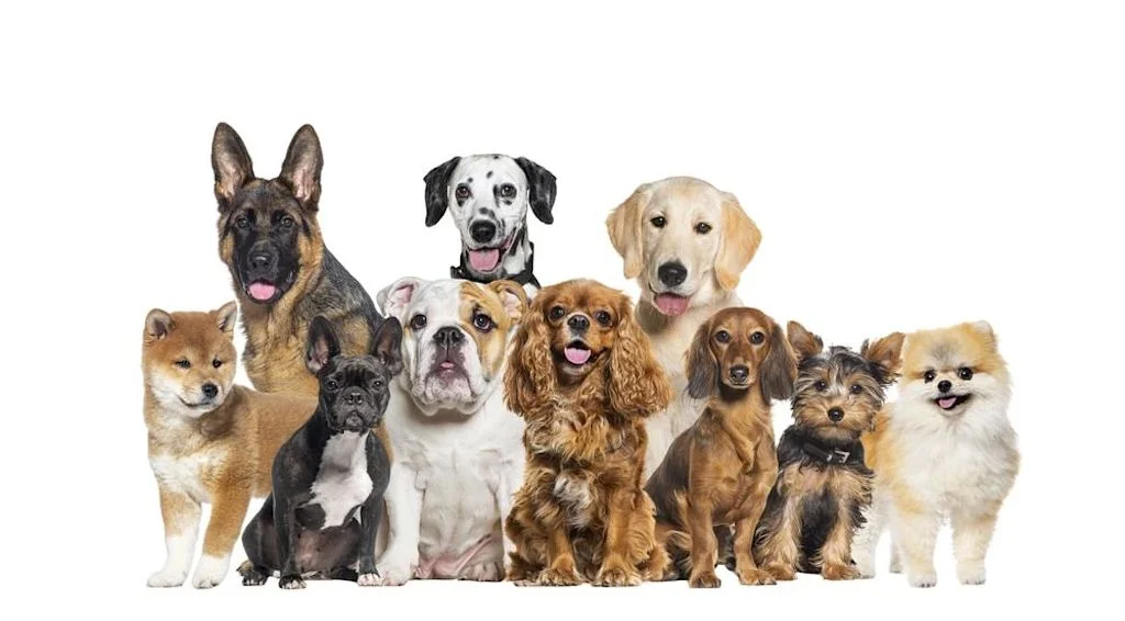 razas de perros no reconocidas por la Federación Internacional de 