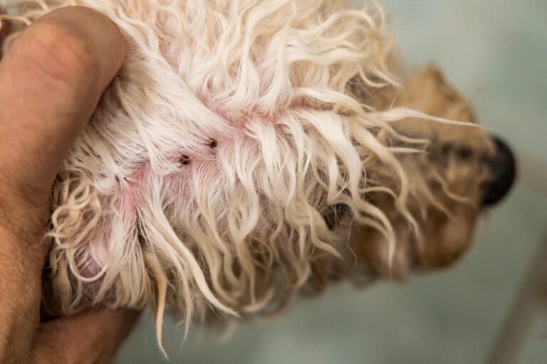 Las picaduras de garrapatas en los perros