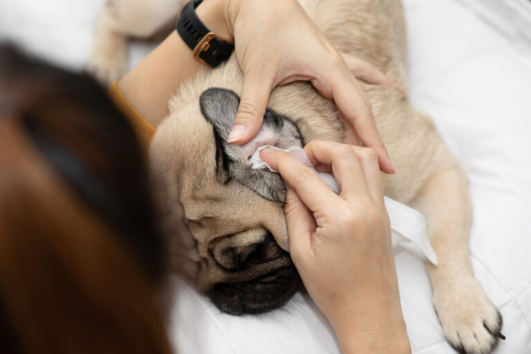 Limpiar el oído a los perros. Consejos y trucos