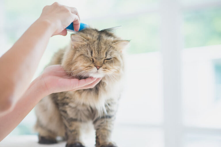 ¿Cuándo mudan el pelo los gatos?