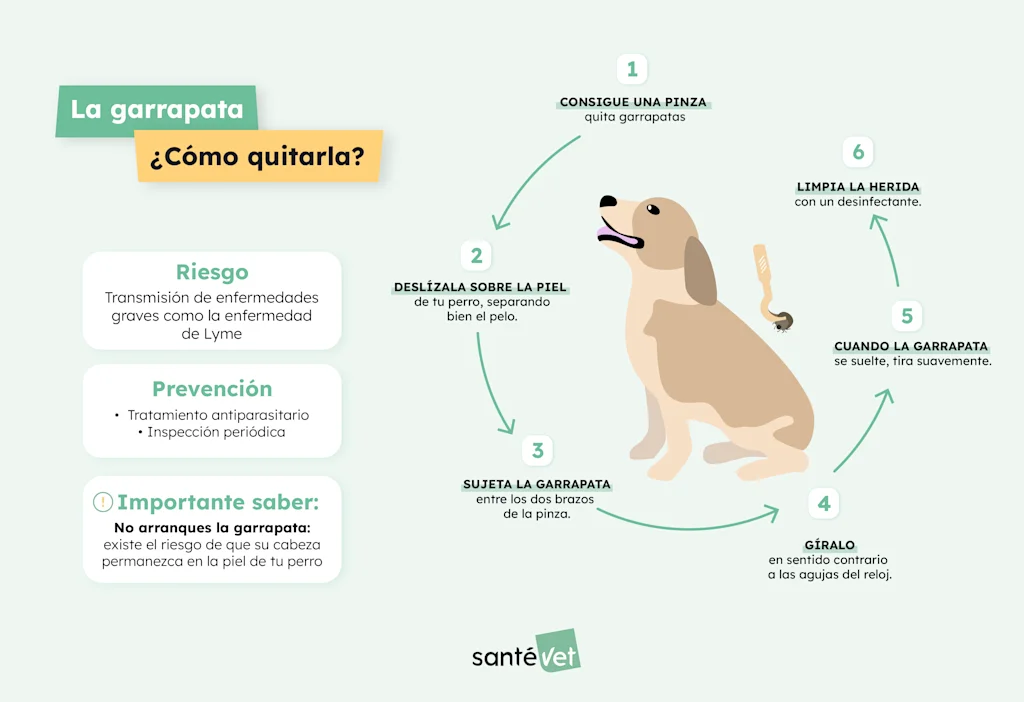 SVES Infographie-La Tique