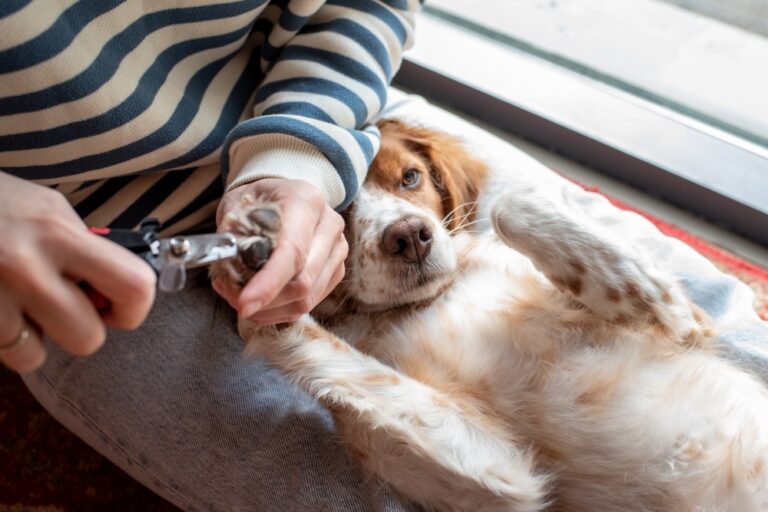 ¿Cómo cortar las uñas a un perro?