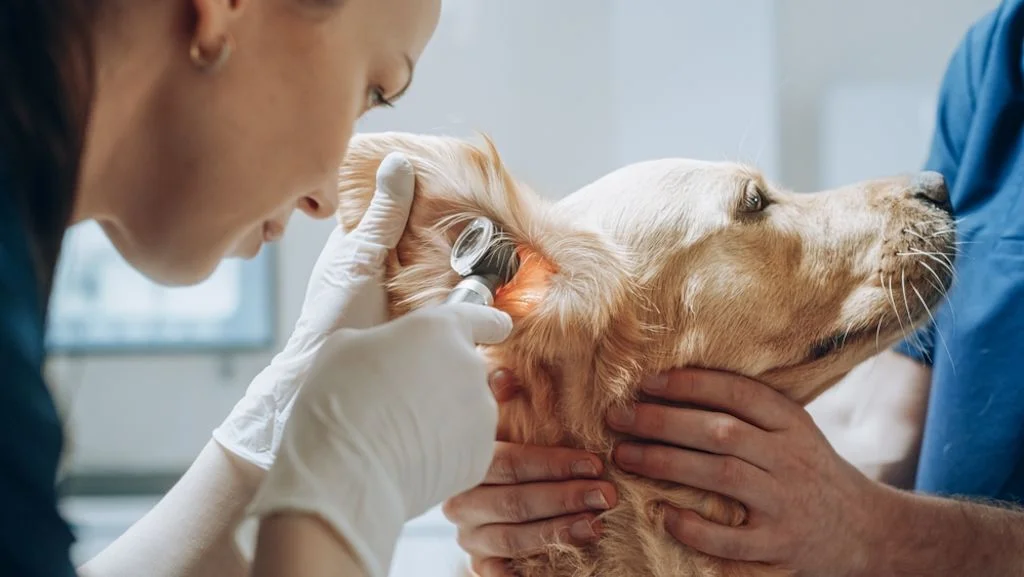  espiga o&iacute;do perro