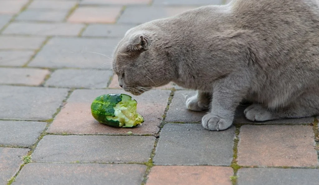 Gato comiendo pepino