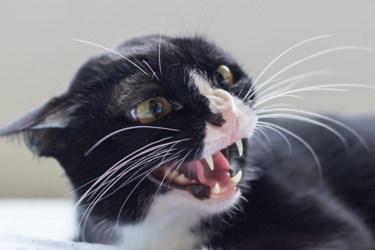 ¿Por qué los gatos temen a los pepinos?