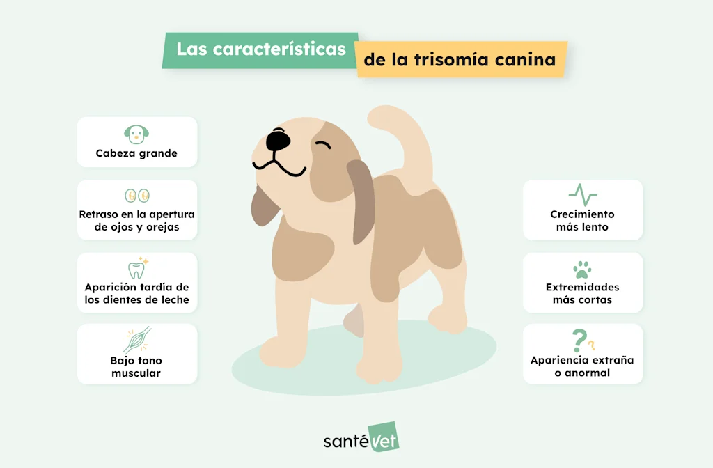 SVES Infographie-Chien-Trisomie