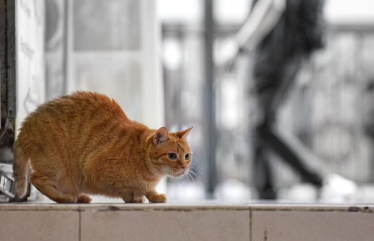 Cómo ahuyentar gatos de tu casa o jardín