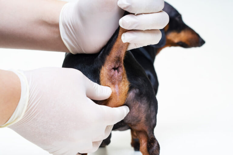 Cómo vaciar las glándulas anales del perro