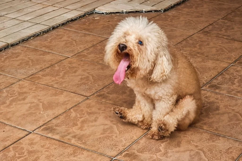 Perro sentado en el suelo con la lengua fuera
