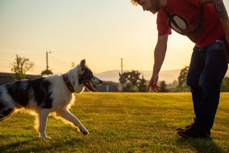 ¿Cómo ven los perros?