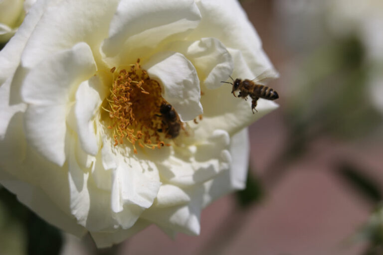 Picadura de abejas en perros: ¿Qué hay que hacer?