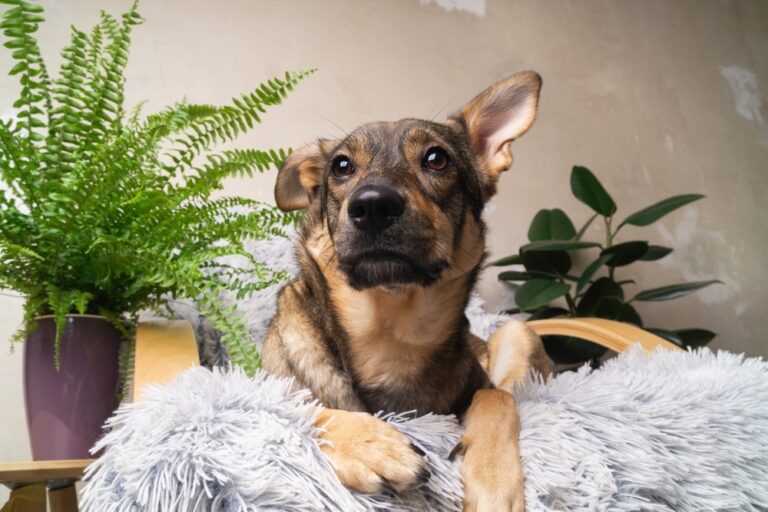 ¿Es posible el síndrome de Down en los perros?