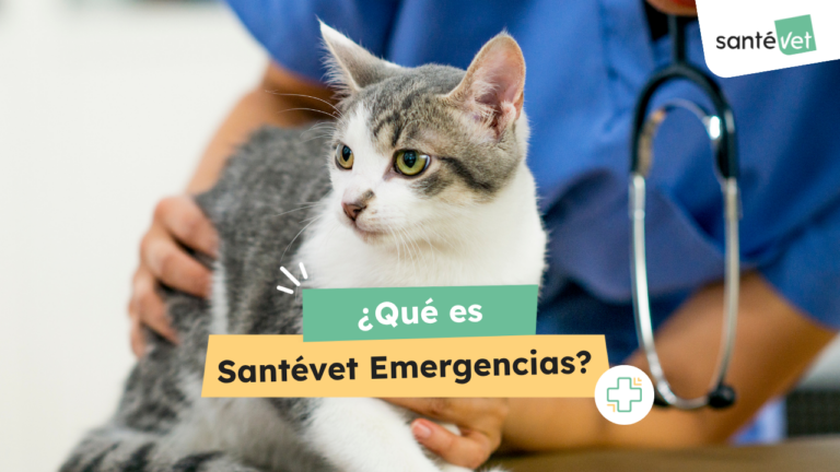 Santévet Emergencias: el servicio que cuida de tu mascota 24h/7
