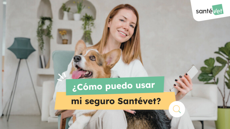 Las bases del seguro de salud para mascotas Santévet