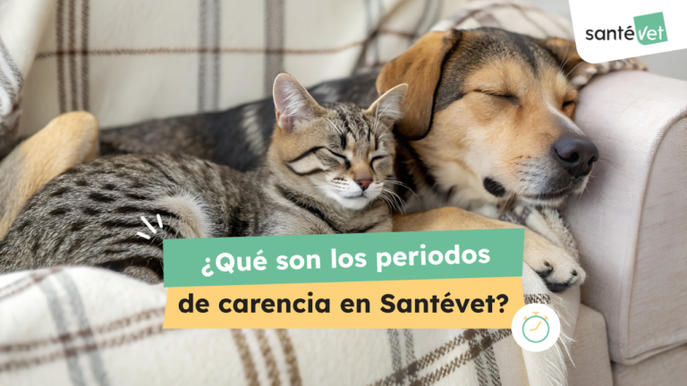 El periodo de carencia del seguro de salud para mascotas
