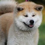 perros japoneses