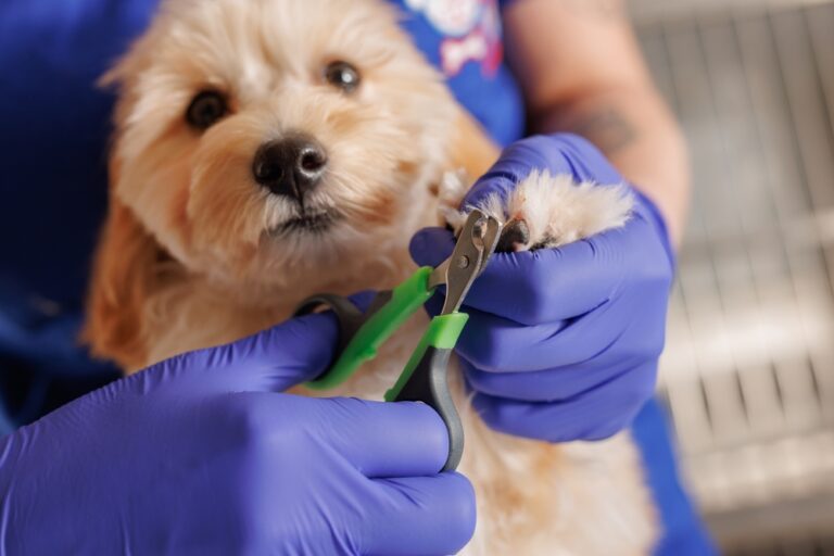 Cómo cortar las uñas de tu perro: consejos y trucos