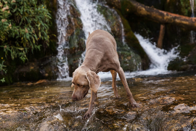 Perro gris: un solo color para distintas razas