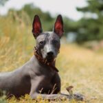Perro Xoloitzcuintle