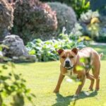American Staffordshire Terrier