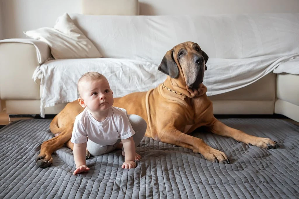 Fila Brasileiro
