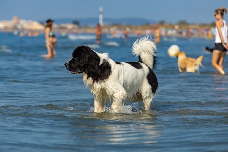 Perro grande