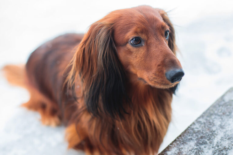 Razas, cuidados y los mejores nombres para un perro marrón
