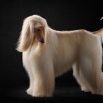 Razas de perro de pelo largo