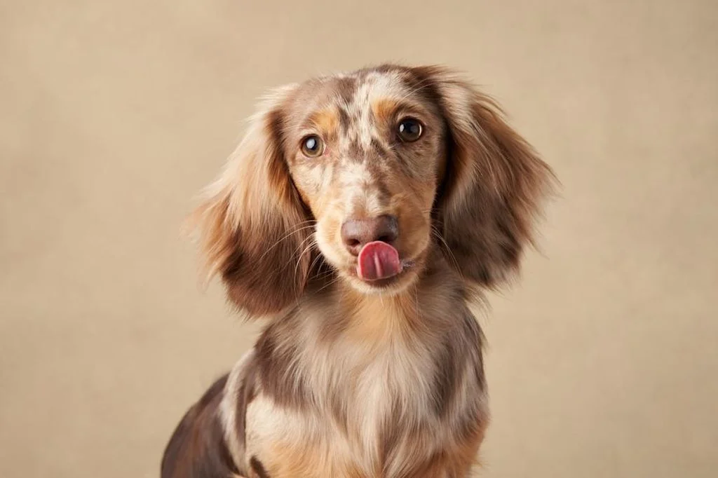 Características de razas de perro de pelo largo