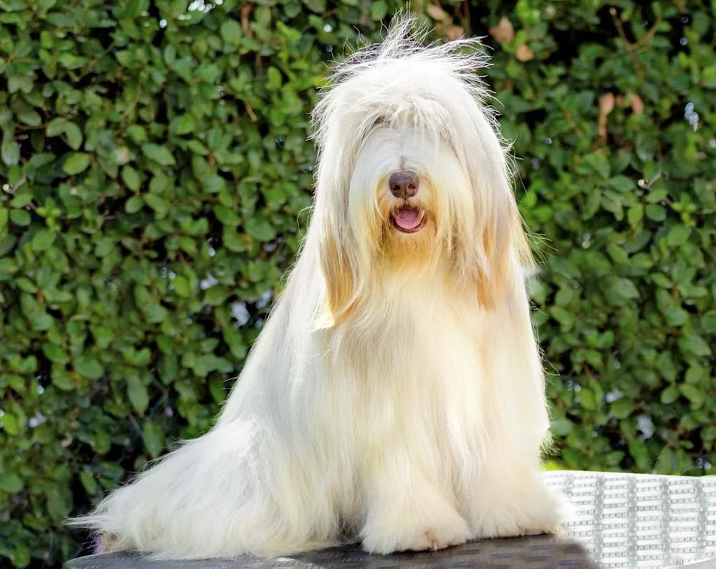 Descubre razas de perro de pelo largo