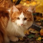 bobtail japonais chat