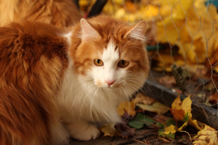 Bobtail, el gato japonés