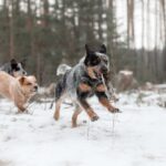Pastor ganadero australiano Heeler Blue
