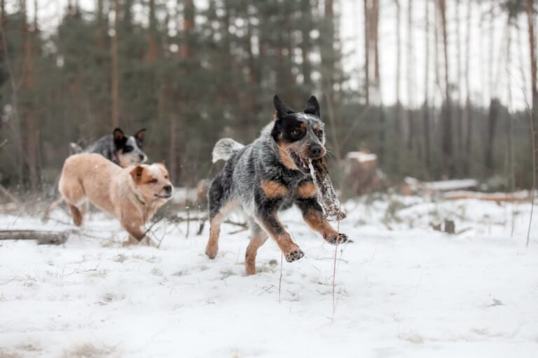 Razas de perros australianos