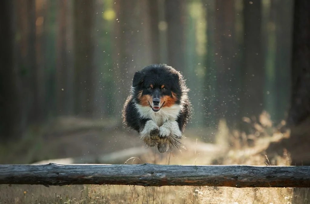 Pastor australiano (Australian Shepherd)