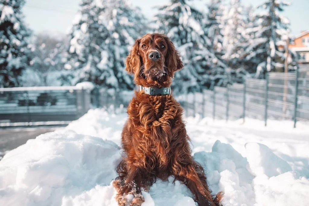 Setter irlandés