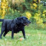 Labrador Retriever negro