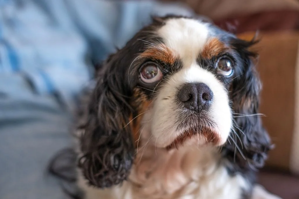 Cavalier King Charles Spaniel en color negro y fuego