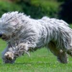 Perro komondor húngaro