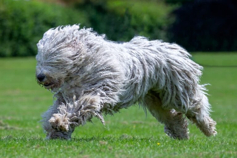 El mundo del perro raro: razas y comportamientos sorprendentes