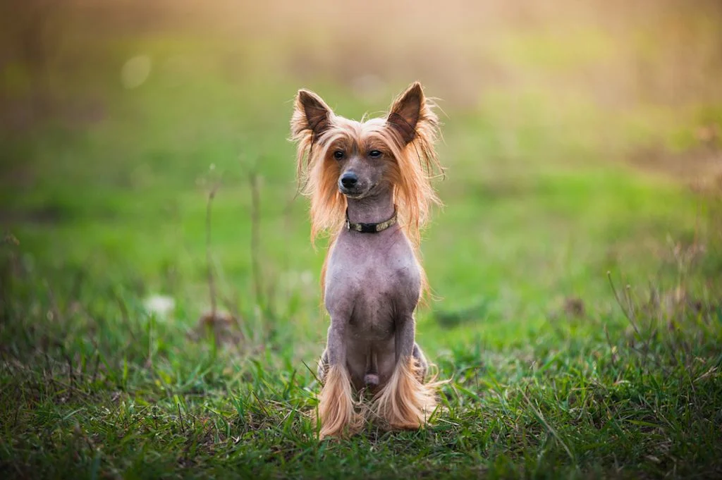 Perro crestado chino