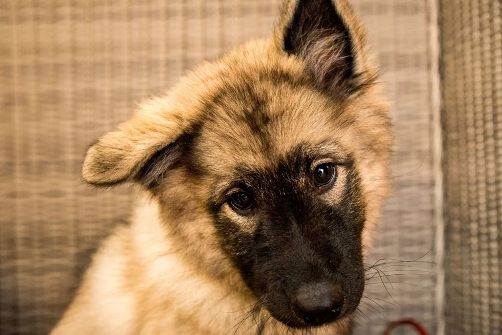 Cachorro de lundehund noruego