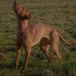 Vizla húngaro