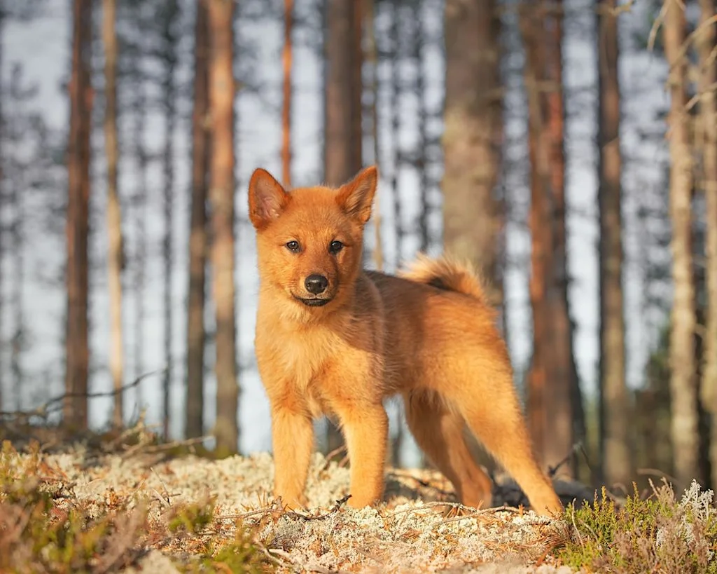 Spitz finland&eacute;s