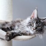 Gato Maine Coon