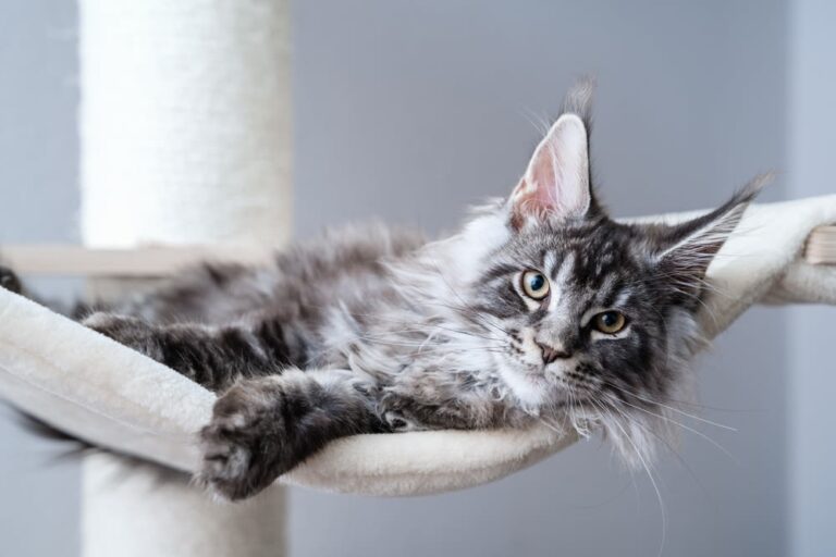 Razas de gatos de pelo largo