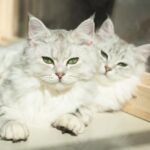 Gatos raza LaPerm