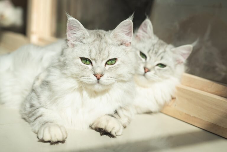 Razas de gatos exóticos