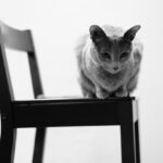 Gato ruso