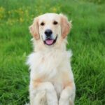 Razas de perros blancos